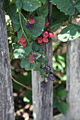 Blackberry with red and black fruits