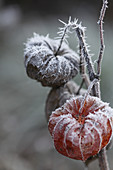 Hoarfrost on physalis seed pods