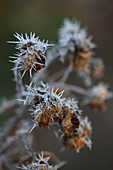 Hoarfrost on dried roses