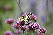 Swallowtail butterfly on verbena flower