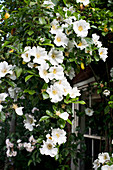 Weiß blühende Cherokee-Rosen