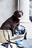 Brown Labrador sitting in dog basket with leash, collar and food bowl