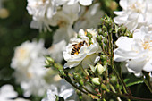 Bees on the flowers of the floribunda 'Bienenweide' rose