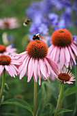 Bumblebee on an Echinacea blossom