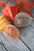 Dried physalis seed pods with berries visible inside