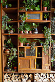 Verschiedene Grünpflanzen in einem alten Wandschrank