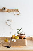Tiny fir tree and quinces in cardboard box