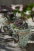 Ornamental cabbage wrapped in silver ragwort with Christmas decorations