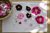 Blüten von Stockrose, Bechermalve und wilder Malve