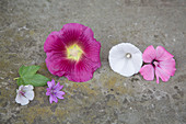 Blüten von Stockrose, Malve und Eibisch
