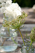 Faded Queen Anne's lace umbel