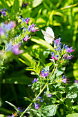 Großer Kohlweißling auf den blauen Blüten des Natternkopf