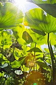 Bottom view of Indian lotus leaves in sunlight