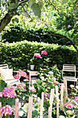 Rosafarbene Hortensien am Staketenzaun im Sommergarten
