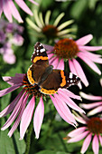 Admiral butterfly on an Echinacea flower