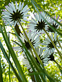 Daisies seen from beneath