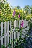 Snapdragons growing on a wooden fence in a sunny garden