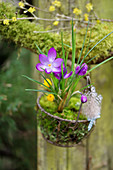 Small wire basket with crocus in moss