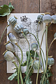 Poppy seed heads on painted book page