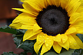 Sunflower with drops of water