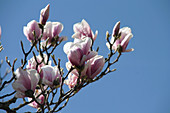Flowering magnolia branch
