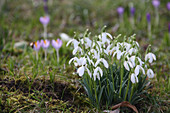 Snowdrops naturalised in lawn