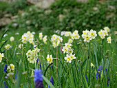 Blumenwiese im Frühling mit Narzissen 'Minnow' und Traubenhyazinthen