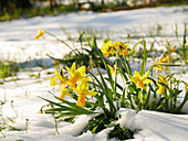 Narcissus 'Jetfire' surrounded by snow