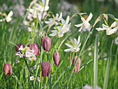 Blumenwiese im Frühling mit Schachbrettblumen, Narzissen 'Thalia' und Wiesenschaumkraut