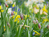 Narcissus and fox's grape fritillaries in field of flowers in spring