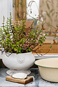 Pflanze in Terrinenform, Schüssel und Seife auf altem Tisch