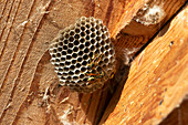Field wasps at a wasp nest