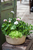 Bowl planted with geraniums and Jenny's stonecrop