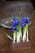 Reticulated iris planted in rusty container
