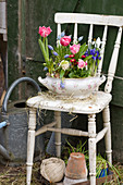 Old soup tureen planted with tulips, reticulated iris, bellis, grape hyacinths and hyacinths