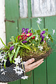 Woman holding basket of wire vine planted with star-of-Bethlehem, crocus, bellis, snowdrop and grape hyacinth