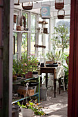 Plants overwintering in small conservatory with potting table