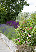Dry stone wall topped with rose, lavender and salvias