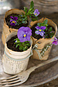 Violas in handmade paper plant pots