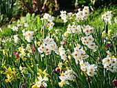 Blumenwiese mit Narzissen, Tazetten-Narzisse 'L'innocence' und Schachbrettblumen im Frühling