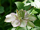Blüte von Clematis 'Innocent Blush'