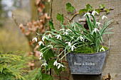 Snowdrops hung from a tree trunk in a small zinc basket