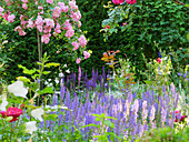 Roses ('Super Fairy') and woodland sage ('Blauhügel', 'Caradonna', 'Light Pink') in garden