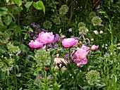 Peonies, alliums and dame's rocket in early summer flowerbed