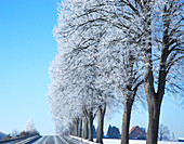 Trees covered in hoar frost along country road