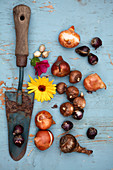 Tableau with flower bulbs and trowel for autumn planting