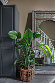 Houseplant in front of mirror in hallway