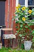 Sunflowers and chair at the garden house