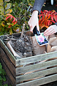 Winterizing dahlia tubers in paper bags, attach variety label
