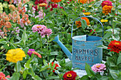 Blue, metal watering can in bed of colourful zinnias
